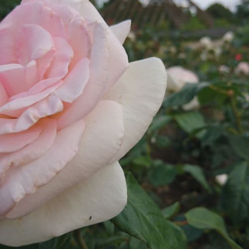 Sonderpreis Jonas.JPG