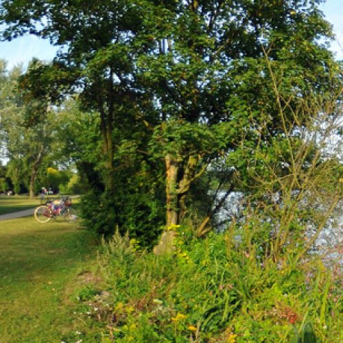 Mainufer-(10).jpg