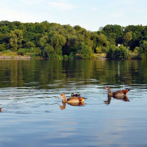 Mainufer-(100).jpg
