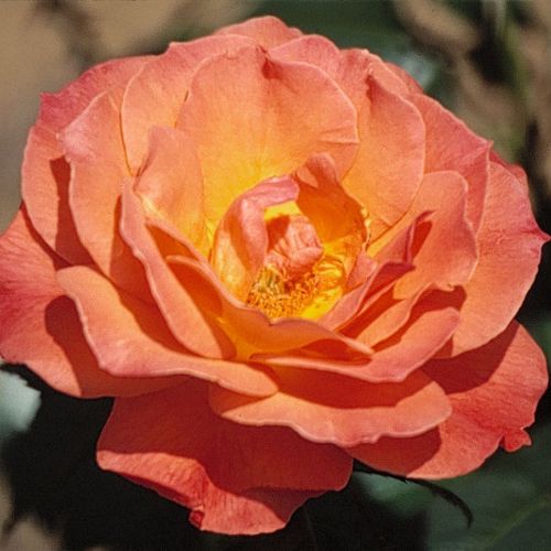 Rose2.jpg